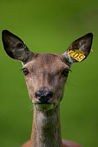 Red deer (Cervus elaphus) hind on deer farm with ear-tag, Strathfarrar, Scotland.