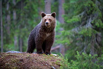 RF- European brown bear (Ursus arctos) cub portrait, Finland. June. (This image may be licensed either as rights managed or royalty free.)