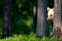 European brown bear (Ursus arctos) looking out from behind tree, in boreal forest, Finland, June