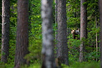 European brown bear (Ursus arctos) in boreal forest, Finland, June