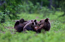 European brown bear (Ursus arctos) mother feeding two cubs in boreal forest, Finland, June