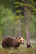 European brown bear (Ursus arctos) mother and cub amongst flowers, in boreal forest, Finland, June