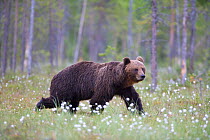 European brown bear (Ursus arctos) walking amongst cotton grass in seed, Finland, June