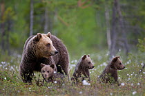 European brown bear (Ursus arctos) with three cubs, Finland, June