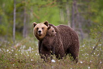 European brown bear (Ursus arctos) mother with cub standing on hind legs, Finland, June