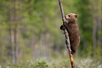 European brown bear (Ursus arctos) cub climbing tree, Finland, June