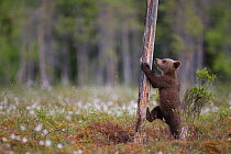 RF- European brown bear (Ursus arctos) cub climbing tree, Finland, June. (This image may be licensed either as rights managed or royalty free.)