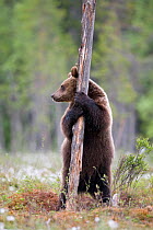 European brown bear (Ursus arctos) standing up against tree, Finland, June