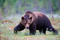 European brown bear (Ursus arctos) walking, Finland, June
