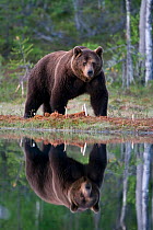 European brown bear (Ursos arctos) reflected in forest pool, Finland