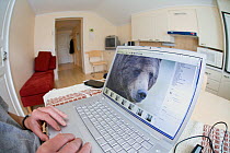 Photographer working on image of Brown bear (Ursus arctos) on laptop, Finland, June 2008