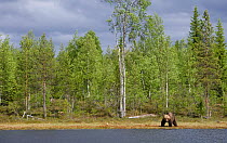 European brown bear (Ursos arctos) at edge of forest pool, Finland, June