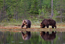 Two European brown bears (Ursos arctos) by forest pool, Finland, June