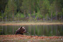 European brown bear (Ursos arctos) swimming in forest pool, Finland, June