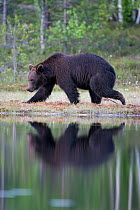 European brown bear (Ursos arctos) walking along edge of forest pool, Finland, June