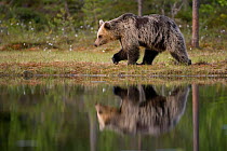 European brown bear (Ursos arctos) walking along bank of forest pool, Finland, June