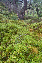 Blaeberry (Vaccinium myrtilis) carpet on forest floor, Cairngorms National Park, Glenfeshie, Scotland, October 2006