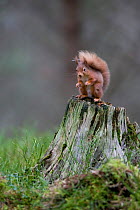 Red squirrel (Sciurus vulgaris) on tree stump in pine forest, Glenfeshie, Cairngorms National Park, Scotland, March