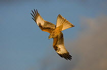 Red kite (Milvus milvus) in flight, Gigrin farm, Rhayader, Wales, January