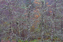 Trees covered in lichen, Glen Affric, Caledonian Forest Reserve, Scotland, November 2007