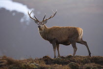 RF- Red deer (Cervus elaphus) stag, Alladale Wilderness Reserve, Ardgay, Scotland, February. (This image may be licensed either as rights managed or royalty free.)