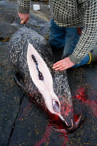 Hunter cutting open recently shot Common seal (Phoca vitulina) Nord-Trondelag, Norway, April 2007