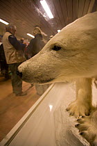 Stuffed Polar bear (Ursus maritimus) in  case at Longyearbyen airport, Svalbard, Norway, July
