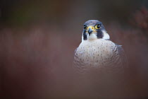 Peregrine falcon (Falco peregrinus) portrait in heather, Scotland, UK, captive, August