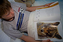 Boy reading wolf book in bed, Scotland, UK, model released