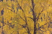 Silver birch trees {Betula pendula} in autumn, Glen Strathfarrar NNR, Scotland, UK, October