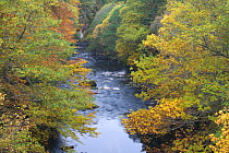 River Findhorn in autumn, Randolphs Leap, Moray, Scotland, UK, October 2008