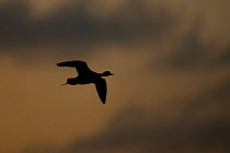 Silhouette of Pintail duck (Anas acuta) in flight at dusk, Lancashire, UK, December