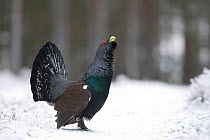 Capercaillie (Tetrao urogallus) male displaying in pine forest, Cairngorms NP, Scotland, UK, January