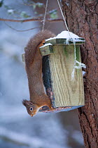 Red squirrel (Sciurus vulgaris) in pine forest attempting to feed from bird feeder, Cairngorms NP, Highland, Scotland, UK, February