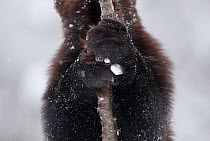 Wolverine (Gulo gulo) gripping birch tree branch in snow, Tromso, Norway, Captive, April