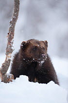 Wolverine (Gulo gulo) in snow, Tromso, Norway, Captive, April