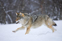 RF- European grey wolf (Canis lupus) running through snow in birch forest, Tromso, Norway. Captive, April. (This image may be licensed either as rights managed or royalty free.)