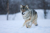 European grey wolf (Canis lupus) running through snow in birch forest, Tromso, Norway, captive, April
