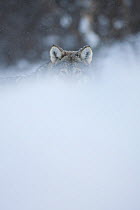 European grey wolf (Canis lupus) portrait in snow, Tromso, Norway, captive, April