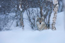 European grey wolf (Canis lupus) in birch forest in snow, Tromso, Norway, captive, April