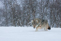 European grey wolf (Canis lupus) walking through deep snow in birch forest, Norway, captive, April