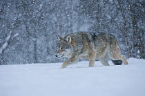 European grey wolf (Canis lupus) walking through deep snow in birch forest, Norway, captive, April