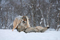 European grey wolf (Canis lupus) playing in snow in birch forest, Norway, captive, April