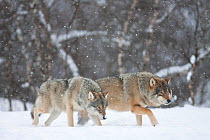 European grey wolf (Canis lupus) pair walking through snow in birch forest, Norway, captive, April