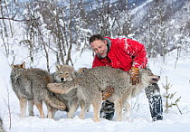 Runar Naess, keeper at Polar Zoo in Tromso, Norway, playing with a pack of socialised Grey wolves {Canis lupus} March 2009