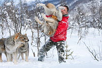 Runar Naess, keeper at Polar Zoo in Tromso, Norway, playing with a pack of socialised Grey wolves {Canis lupus} March 2009