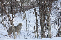 European wolf (Canis lupus) in birch forest, Tromso, Norway, captive, March 2009