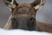 European elk / Moose (Alces alces) resting in snow, Tromso, Norway, captive