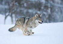 European wolf (Canis lupus) running through snow in birch forest, Tromso, Norway, captive, April