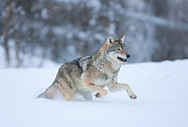 European wolf (Canis lupus) running through deep snow in birch forest, Tromso, Norway, captive, April